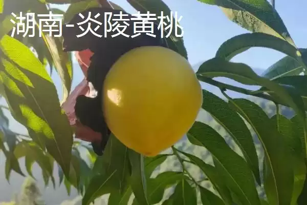图片[4]-认识中国四大桃乡的方法和重点？认识中国四大桃乡要做好哪些细节？-会东网
