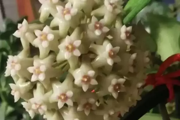 图片[4]-苏奈球兰的味道好不好闻？了解苏奈球兰味道要考虑哪些花香特性和个人喜好因素？-会东网