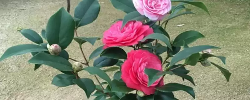夏季能否将茶花放在太阳下的要点和判断？判断夏季茶花光照需注意什么？-会东网