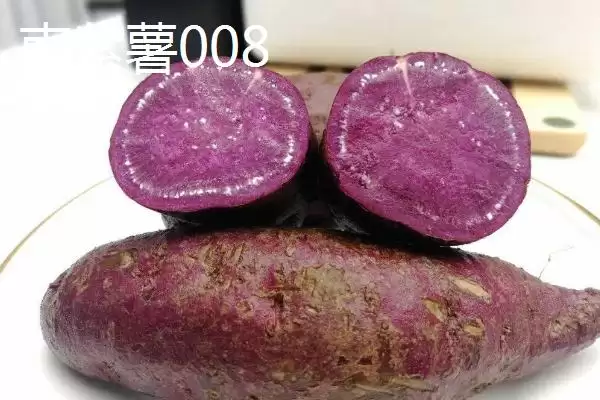 图片[11]-紫薯品种的种类和要点？了解紫薯品种需关注哪些关键信息？-会东网