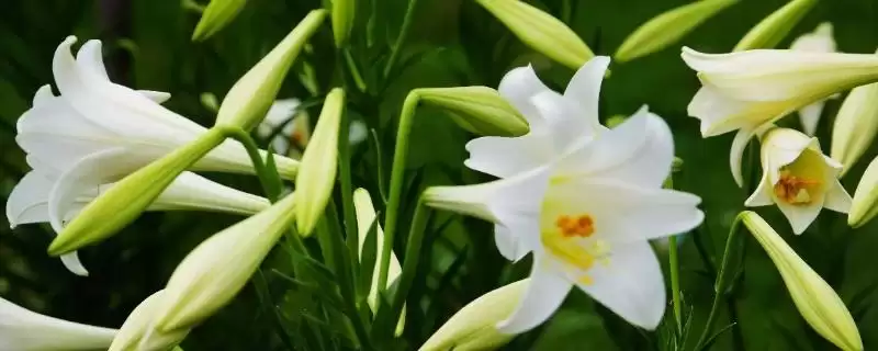 香水百合花期结束后养护的方法和要点？养护花期后香水百合需注意什么？-会东网