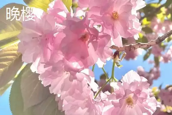 图片[3]-了解樱花花期的方法和重点？了解樱花花期要做好哪些细节？-会东网