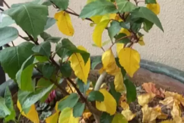 图片[3]-探寻栀子花黄叶原因的方法和重点？探寻栀子花黄叶原因要做好哪些细节？-会东网
