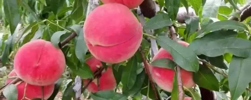 了解映霜红桃成熟上市月份的方法和重点？了解映霜红桃成熟上市月份要做好哪些细节？-会东网