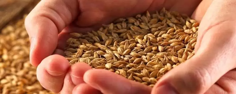 为何既要鼓励农民种地又要控制粮食价格?探讨此现象要分析哪些粮食市场、民生和农业发展因素?-会东网