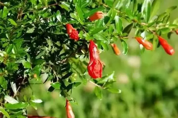 图片[9]-石榴花的开放时间？了解石榴花开放时间要关注哪些花期相关信息？-会东网