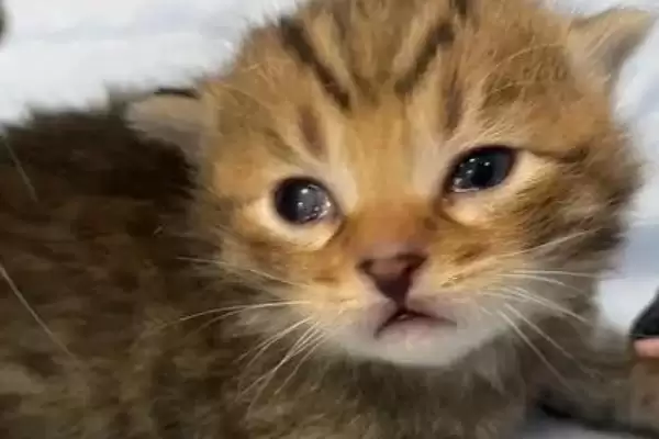 图片[4]-什么是猫奶癣？了解猫奶癣要知晓哪些关键的疾病症状和防治方法？-会东网