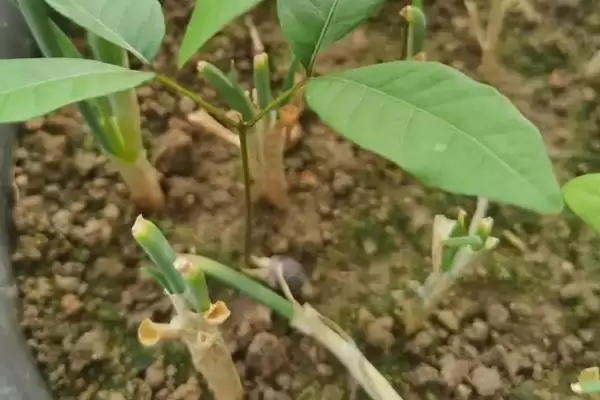 图片[2]-龙眼的种植技术要点 ,龙眼种植控冬梢为何不宜过度？-会东网