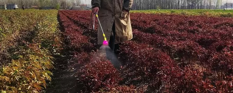 杀虫剂如何使用效果佳？使用杀虫剂达到最佳效果要注意什么？-会东网