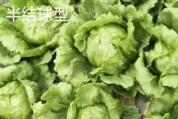 图片[3]-生菜的品种？认识生菜品种要了解哪些关键的品种分类信息？-会东网