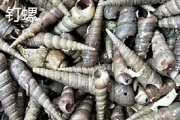 图片[6]-锥螺壳用途的种类和要点？了解锥螺壳用途需关注哪些方面？-会东网