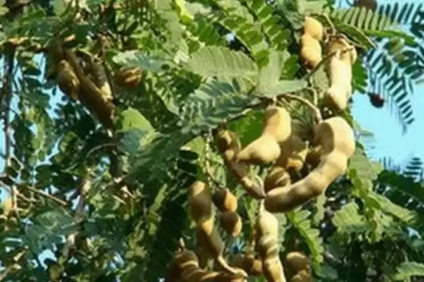 图片[2]-酸角喜阳还是喜阴？了解酸角光照喜好要知晓哪些植物生长习性要点？-会东网