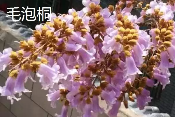 图片[10]-泡桐树开花时间揭秘：一般3-4月绽放的美丽时刻-会东网
