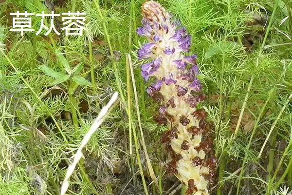 图片[6]-肉苁蓉的品种？认识肉苁蓉品种要了解哪些关键品种信息？-会东网