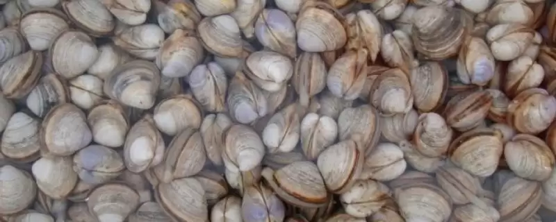 什么是白蛤？了解白蛤要知晓哪些关键的生物特性和生存信息？-会东网