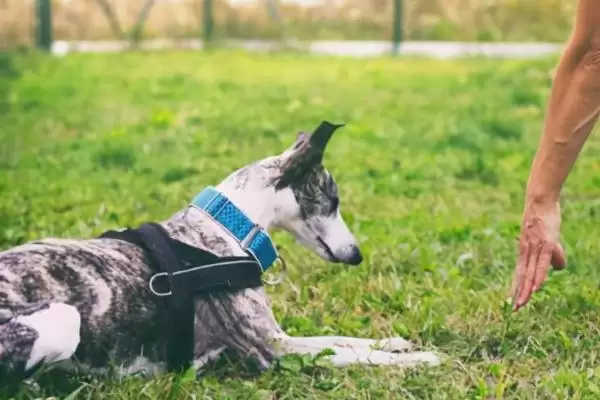 图片[3]-训练狗狗不捡东西吃的方法和重点？训练狗狗不捡东西吃要做好哪些细节？-会东网