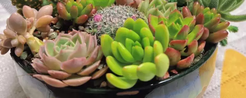 养多肉雷神的方法和重点？养多肉雷神要做好哪些细节？-会东网