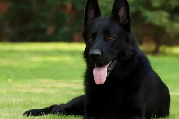 图片[4]-辨别纯种德国牧羊犬的方法和重点？辨别纯种德国牧羊犬要做好哪些细节？-会东网