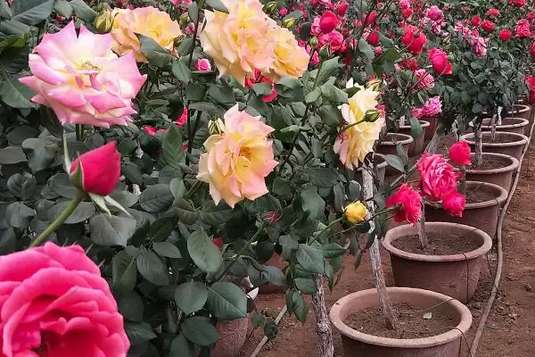 图片[3]-钻石玫瑰花语的含义和要点？理解钻石玫瑰花语需关注哪些关键？-会东网