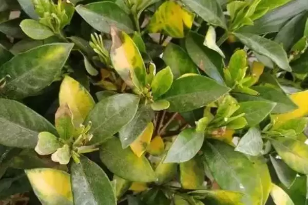 图片[2]-探寻栀子花黄叶原因的方法和重点？探寻栀子花黄叶原因要做好哪些细节？-会东网