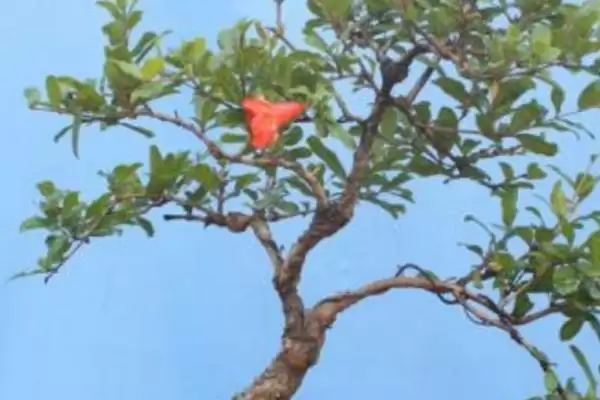 图片[3]-盆栽石榴树开花结果时间：扦插苗三四年开花结果的成长奇迹-会东网
