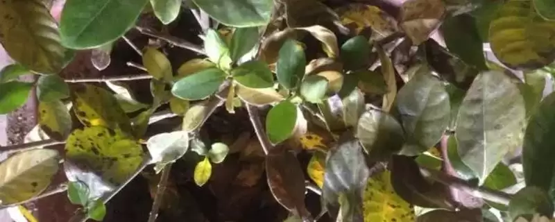 探寻栀子花老叶子发黄原因的方法和重点？探寻栀子花老叶子发黄原因要做好哪些细节？-会东网