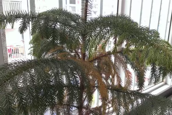 图片[4]-认识雪松这种植物的方法和重点？认识雪松这种植物要做好哪些细节？-会东网