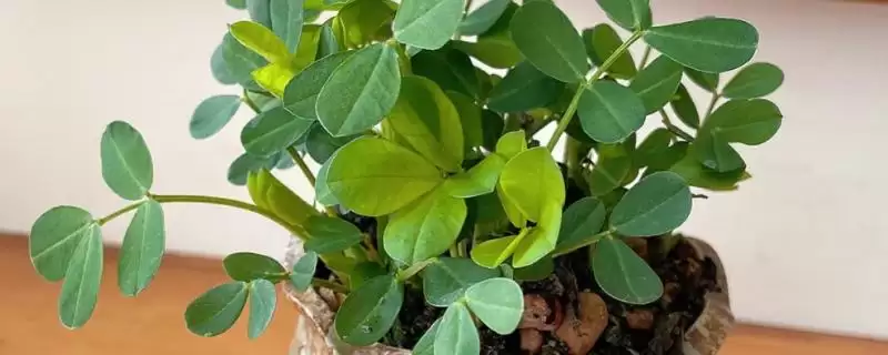 盆栽花生种植要点：幼苗期水肥充足的重要性-会东网