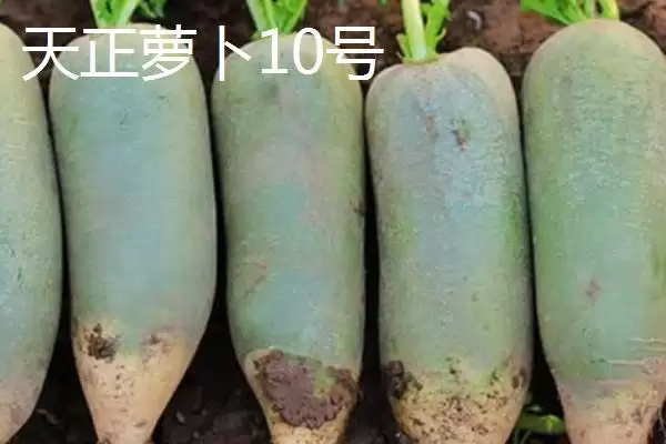 图片[7]-水果萝卜品种？认识水果萝卜品种要了解哪些关键的品种特性和分类？-会东网