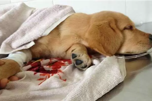 图片[2]-犬瘟热深度解析：主要感染犬科动物的疾病特点-会东网
