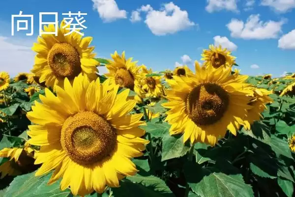 图片[4]-探寻油葵产地的方法和重点？探寻油葵产地要做好哪些细节？-会东网