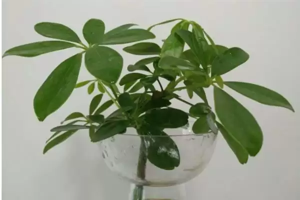 图片[6]-养七叶莲盆景的方法和重点？养七叶莲盆景要做好哪些细节？-会东网