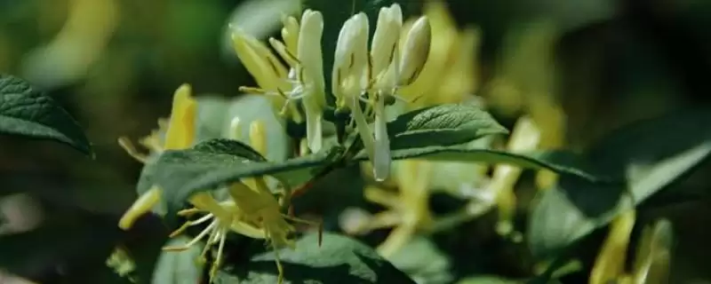 忍冬有什么花语？了解忍冬花语要探究哪些文化内涵？-会东网