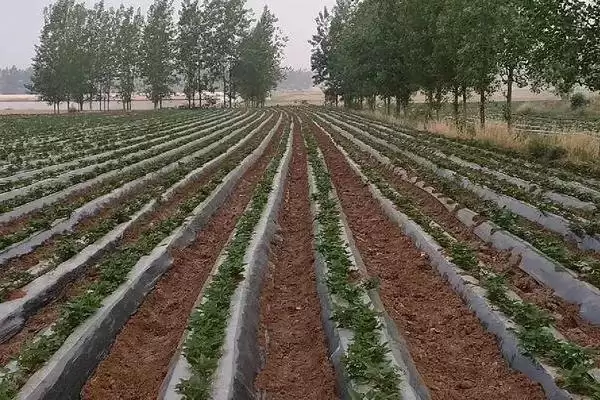 图片[3]-种植红薯铺地膜的方法和重点？种植红薯铺地膜需留意什么？-会东网