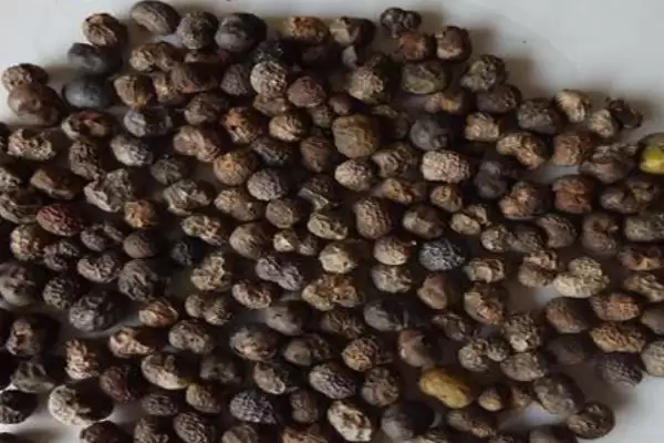 图片[3]-棕榈树种植的方法和要点？种植棕榈树要掌握哪些关键步骤？-会东网