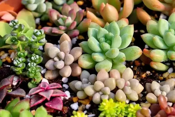 图片[2]-养多肉植物使其更美观的方法和重点？养多肉植物使其更美观要做好哪些细节？-会东网