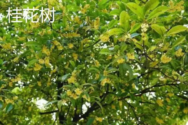 图片[3]-区分月桂树与桂花树的方法和重点？区分月桂树与桂花树要做好哪些细节？-会东网