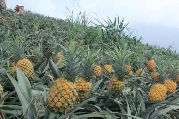 图片[6]-种植菠萝的条件和要点？种植菠萝需满足哪些特定要求？-会东网