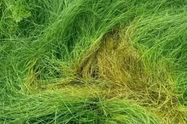 图片[2]-鼠茅草的产地？了解鼠茅草产地要知晓哪些主要的地域分布信息？-会东网