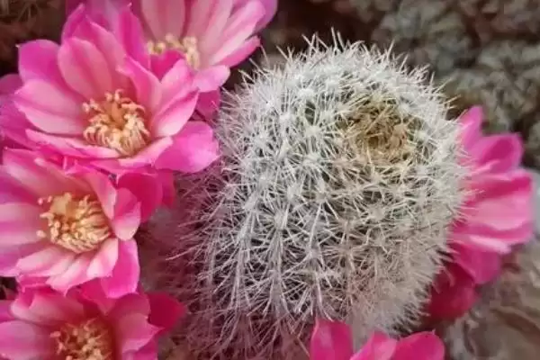图片[4]-如何才能使仙人球开花？养护仙人球促开花要做好哪些关键步骤？-会东网
