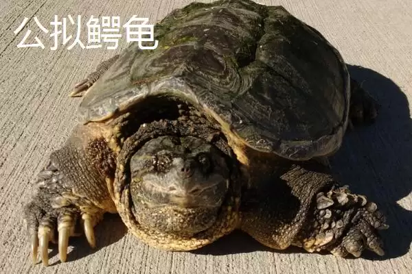 图片[3]-拟鳄龟的成长奇迹：人工饲养可长到30-45厘米的奥秘-会东网