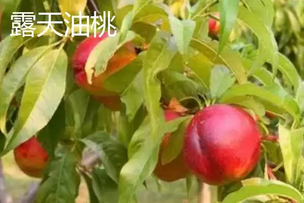 图片[3]-确定油桃追肥时间的方法和重点？确定油桃追肥时间要做好哪些细节？-会东网