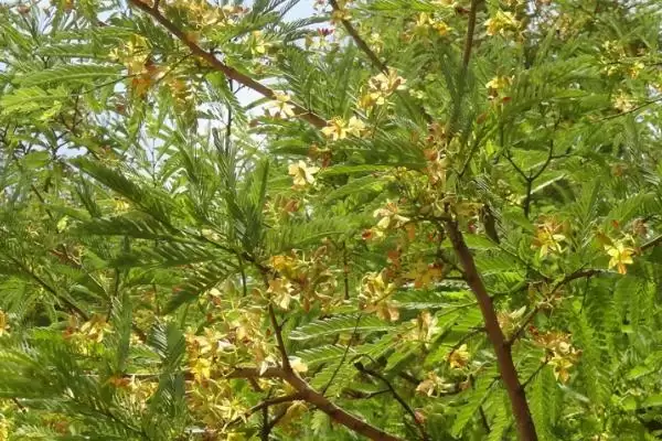 图片[4]-酸角喜阳还是喜阴？了解酸角光照喜好要知晓哪些植物生长习性要点？-会东网