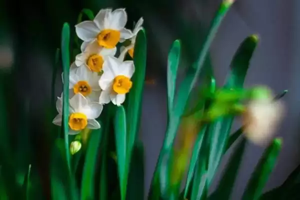 图片[3]-水仙花的花语？了解水仙花花语要探究哪些文化象征和寓意内涵要点？-会东网
