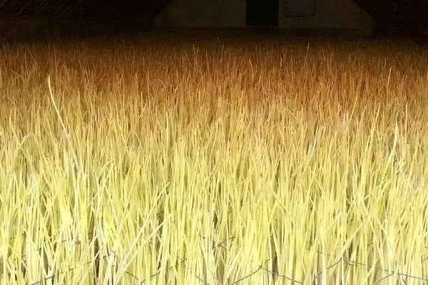 图片[3]-蒜黄的种植方法？种植蒜黄要遵循哪些科学的种植步骤和管理要点？-会东网