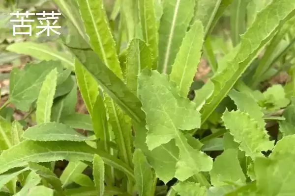 图片[3]-蒲公英与苦菜的区别剖析：叶片形状不同的关键特征-会东网