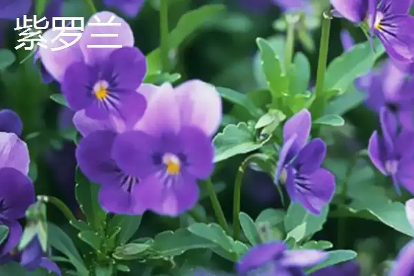 图片[3]-紫罗兰和风信子区别的要点和对比？分辨紫罗兰和风信子需注意什么？-会东网
