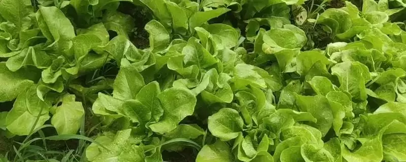 雨后蔬菜防危害的方法和重点？雨后蔬菜防危害要做好哪些细节？-会东网