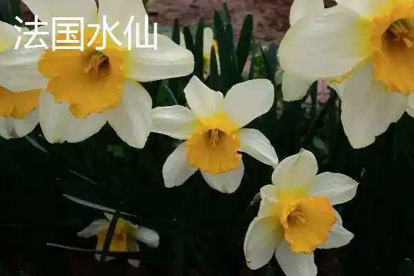 图片[3]-水仙花品种介绍？认识水仙花品种要了解哪些关键的品种特性和分类信息？-会东网