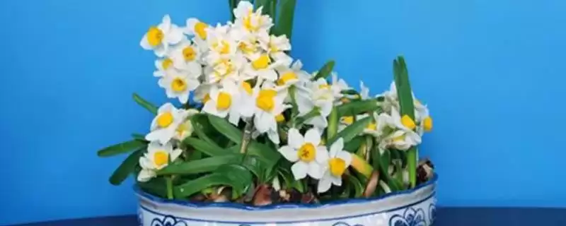 水仙的花期如何控制？控制水仙花期要掌握哪些有效的环境调控和养护方法？-会东网